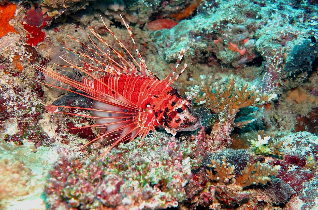 Velidhu - 2013_03_12 - IMG_0568r_Laffe cornu ou poisson diale ou pterois a antennes - Pterois antennata_Wissaradhuni thila_Plongee.jpg